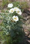 Sacramento Prickly Poppy