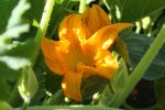 squash flower