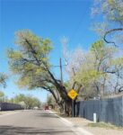 Tree and grave marker